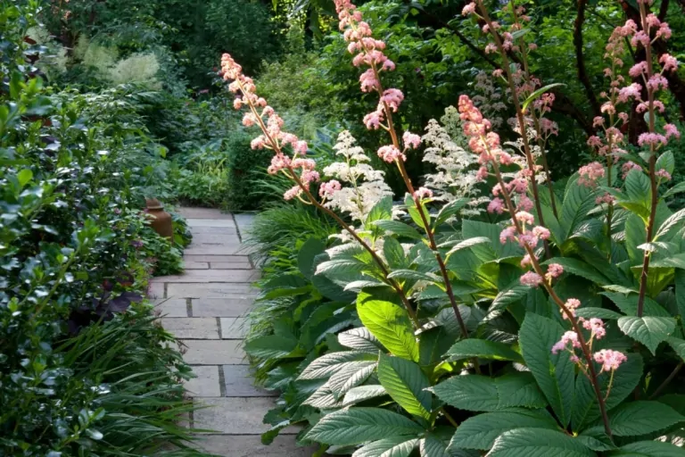 Vertical view of a narrow garden path with lush foliage and soft pink flower spikes, emphasizing intimate and layered planting in a Surrey garden.