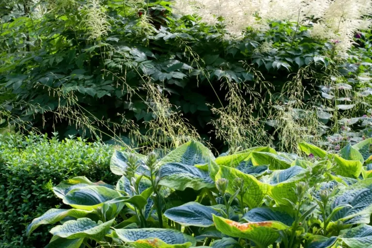 Close-up of shaded garden corner with large hostas and textured foliage, emphasizing layered planting and tranquil garden design.