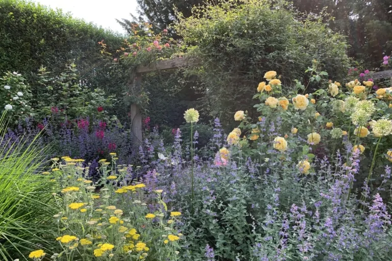 Dense flower bed with yellow and purple flowering plants along a well-maintained garden border.