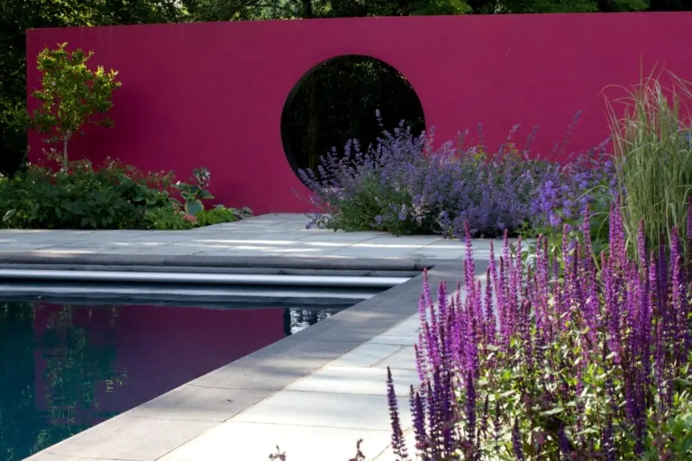 Minimalist backyard pool area with vibrant magenta garden wall, lavender plants, and clean stone patio for a modern landscape design.