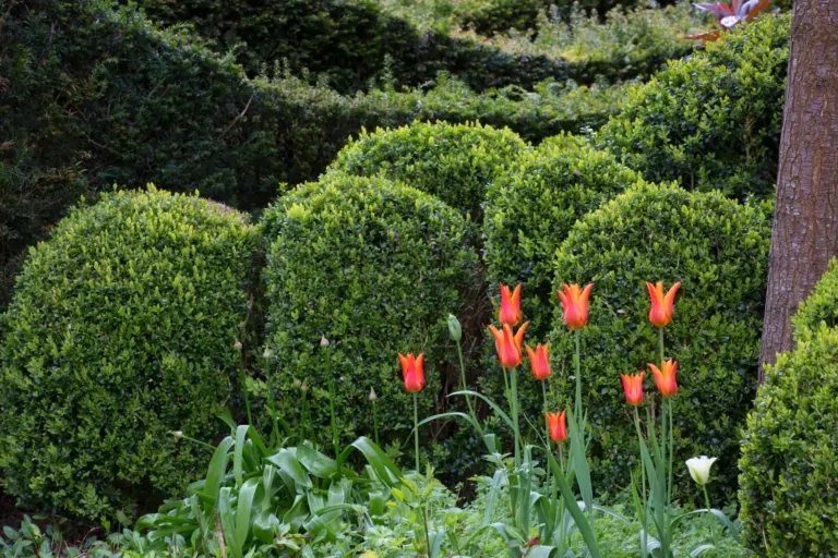 Round-shaped evergreen shrubs and red tulips in a manicured garden, creating structured and colorful spring planting.