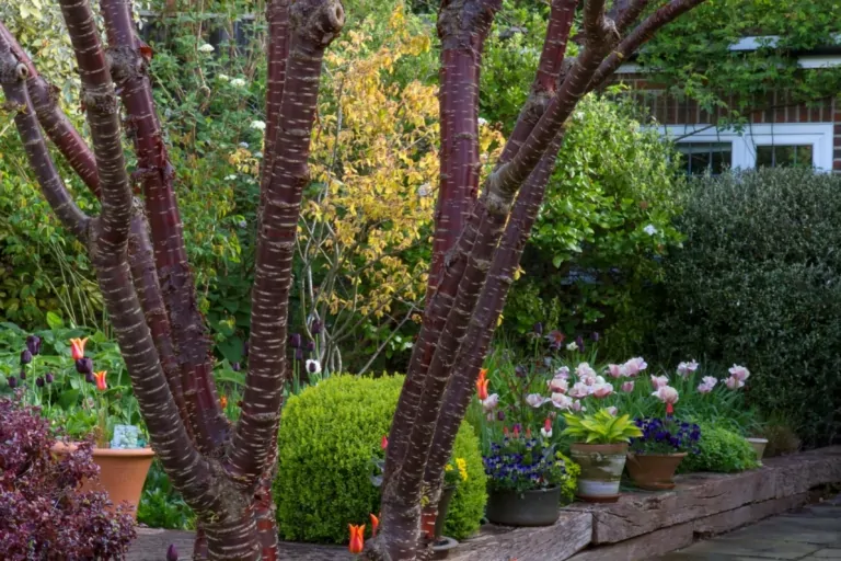 Vertical view of flowering shrubs and tulips among mature trees on a garden terrace with structured plantings.