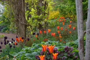 Orange tulips and dark purple flowers under trees, adding color and depth to a shaded garden area.
