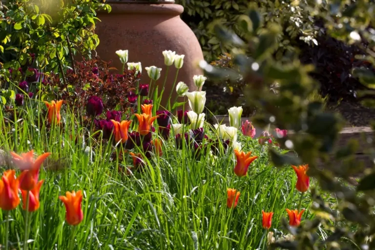 Vertical garden view with tulips and flowering plants growing under trees, highlighting a layered spring garden design.