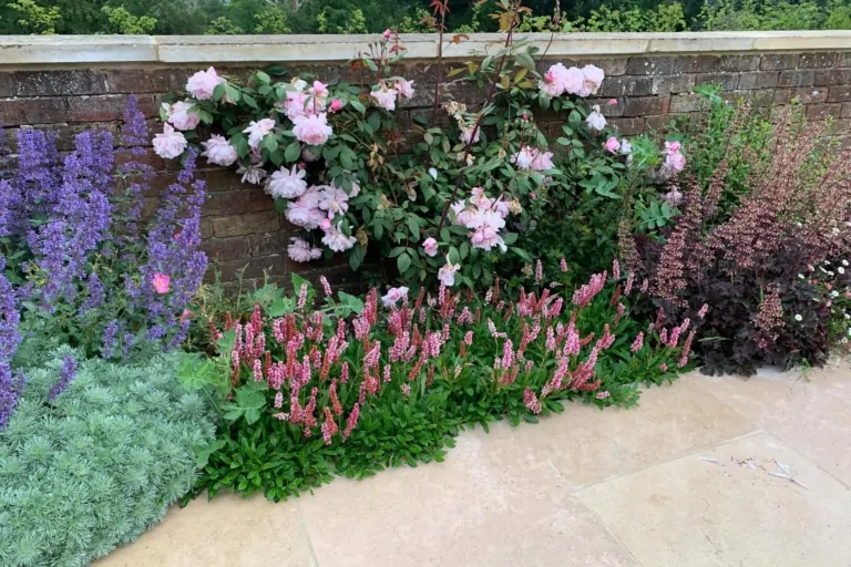 Close-up of perennial garden border with purple, red, and green flowering plants along a light stone terrace, showcasing structured planting and seasonal color.