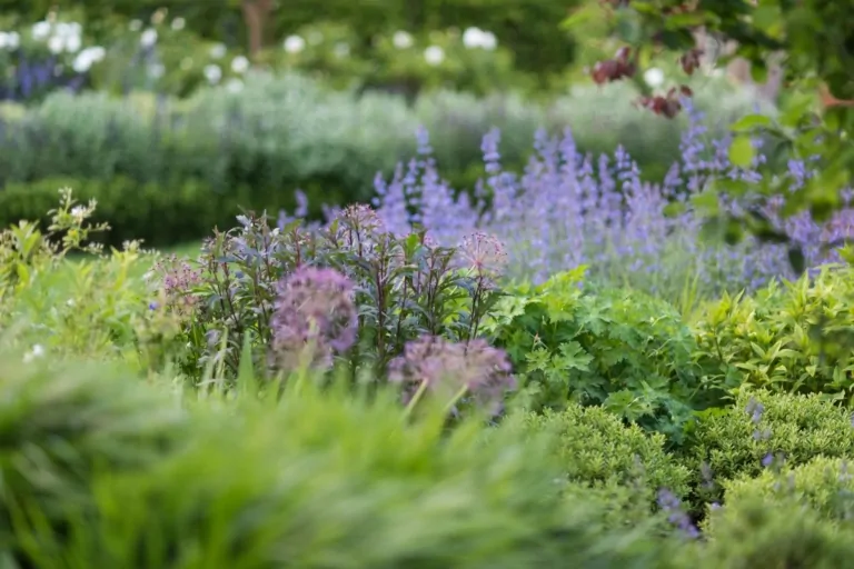 Purple, green, and white perennial planting along manicured terraces in a luxury Surrey garden, highlighting seasonal colour and structure.