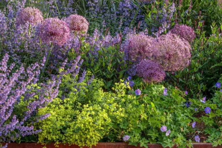 Raised planting bed with purple flowering perennials and ornamental grasses, showing structured and vibrant seasonal garden design.