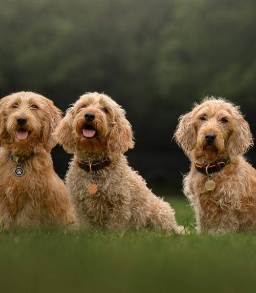 The Office Dogs