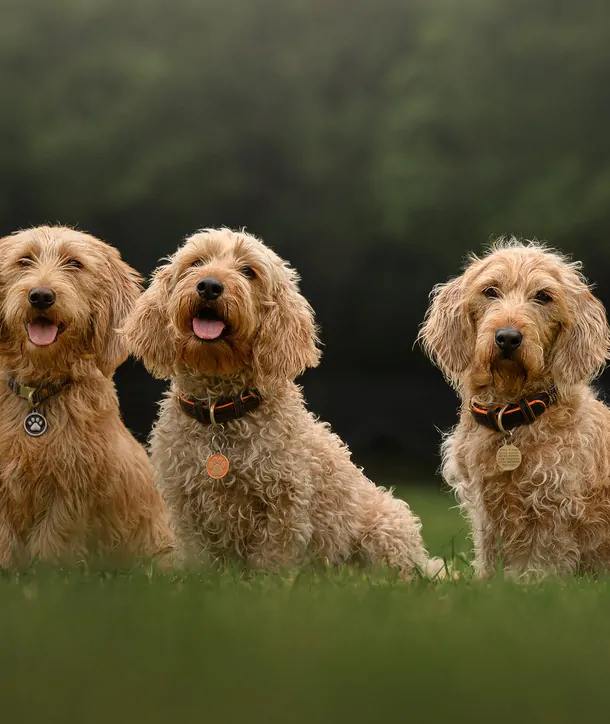 The Office Dogs
