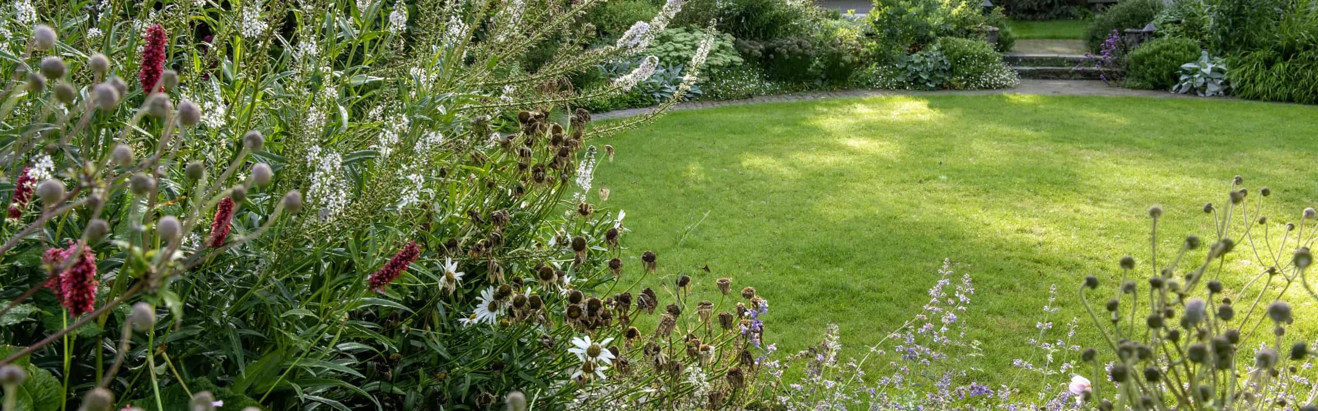 Established lawn surrounded by flowering perennial borders and mature planting in a well-maintained garden.