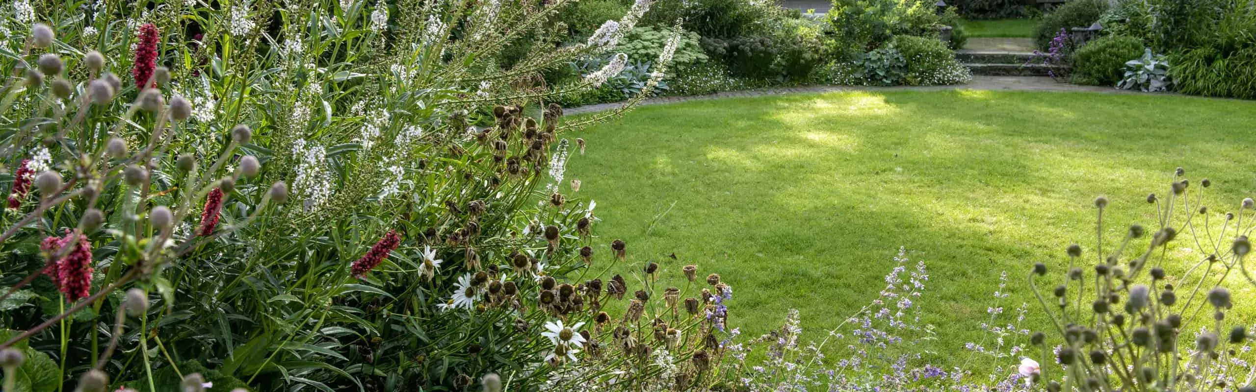 Established lawn surrounded by flowering perennial borders and mature planting in a well-maintained garden.